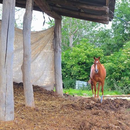 كاستيل سان بييترو تي B&B Parco Dei Cavalli المظهر الخارجي الصورة